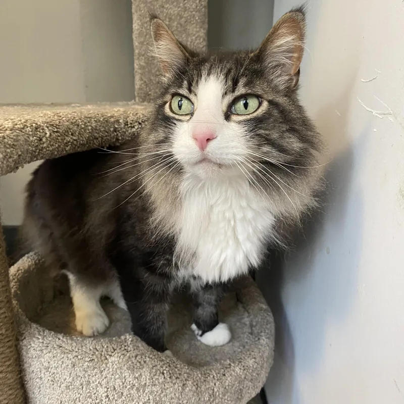 An adult medium-sized male Tabby (Brown / Chocolate) Domestic Long Hair cat named Dill for adoption in Ontario, NY