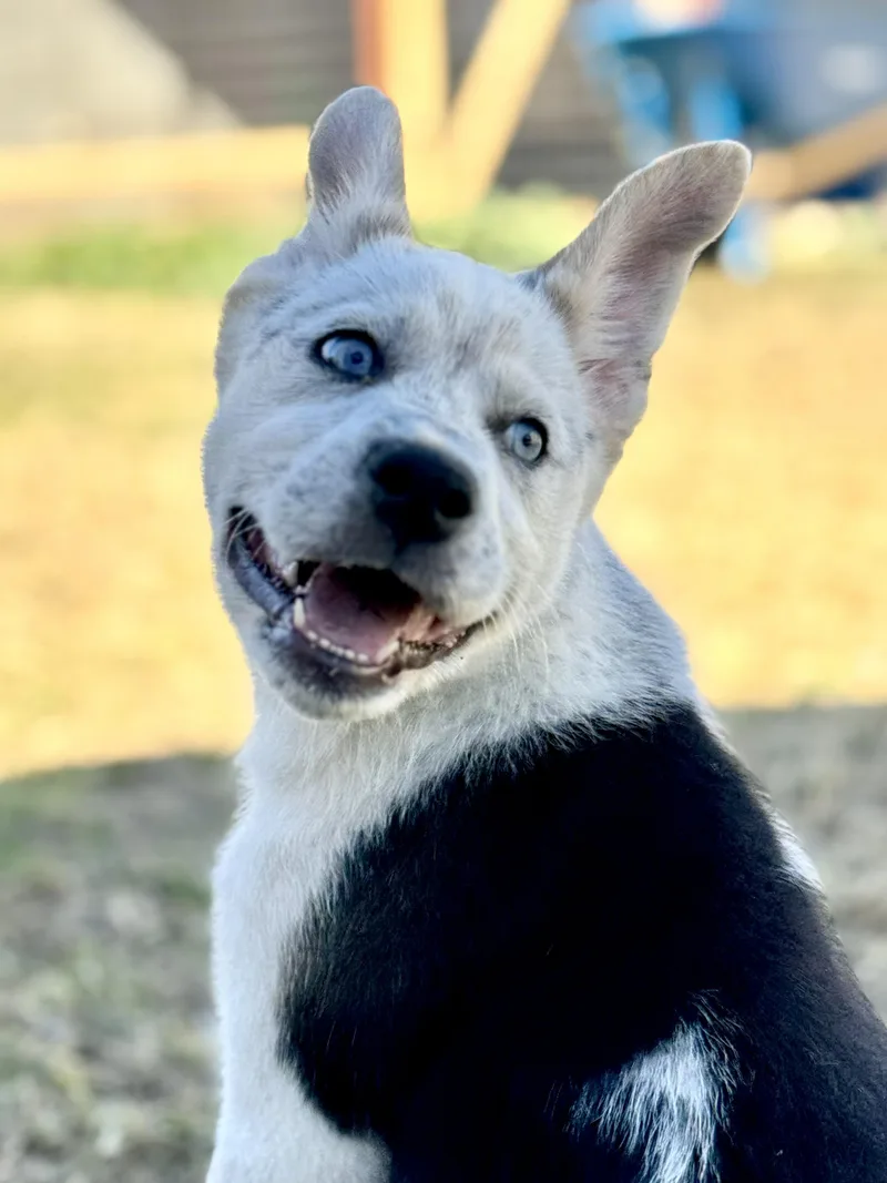 Desert View thumbnail 2