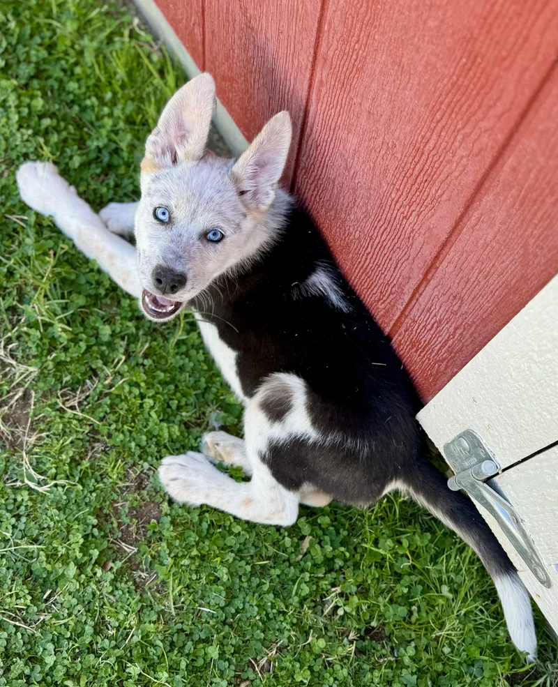 Desert View thumbnail 3