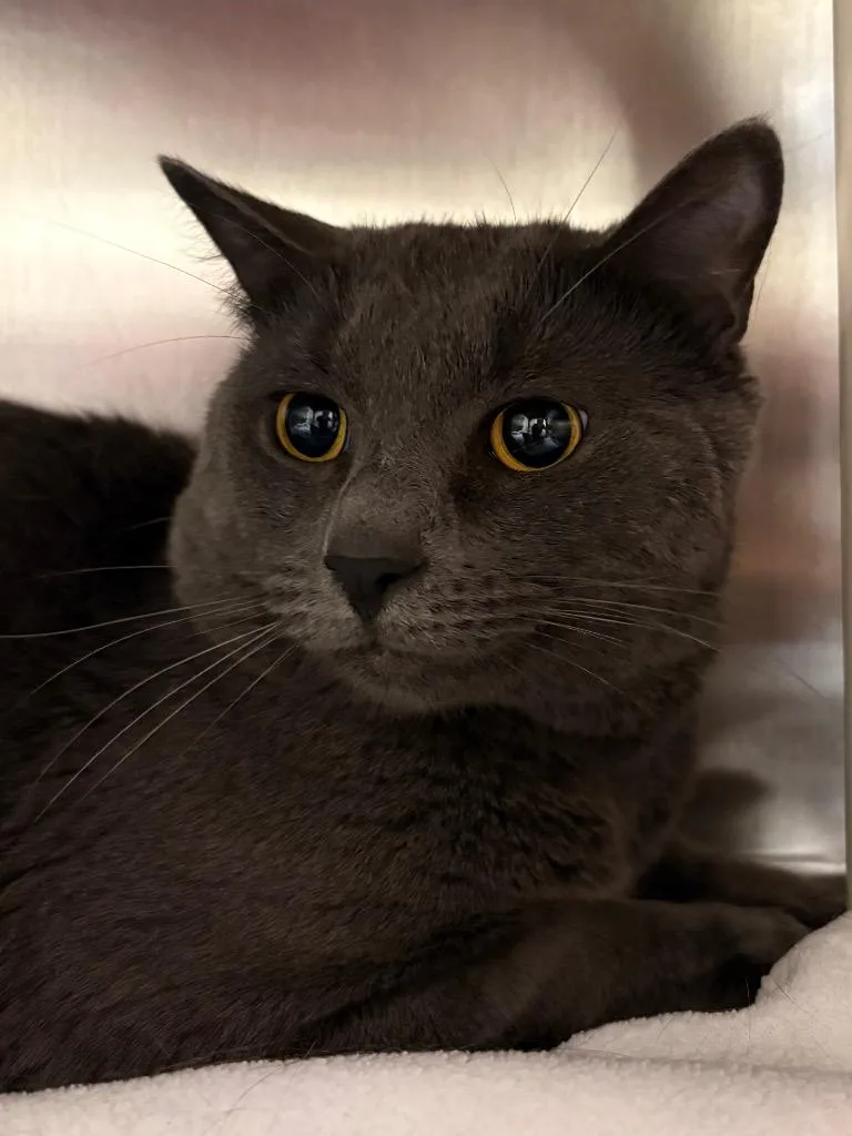 A young medium-sized male Domestic Short Hair cat named Dorian Gray for adoption in Fall River, MA