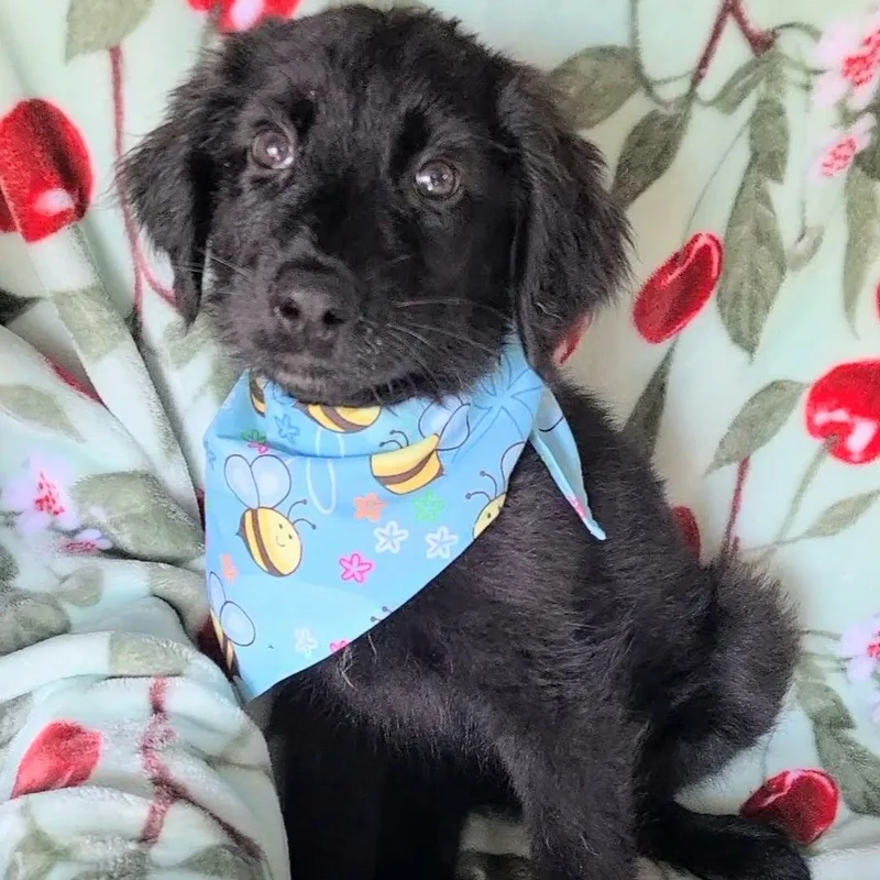 A baby large-sized male Black Labradoodle dog named Harvey for adoption in Woolwich, ME