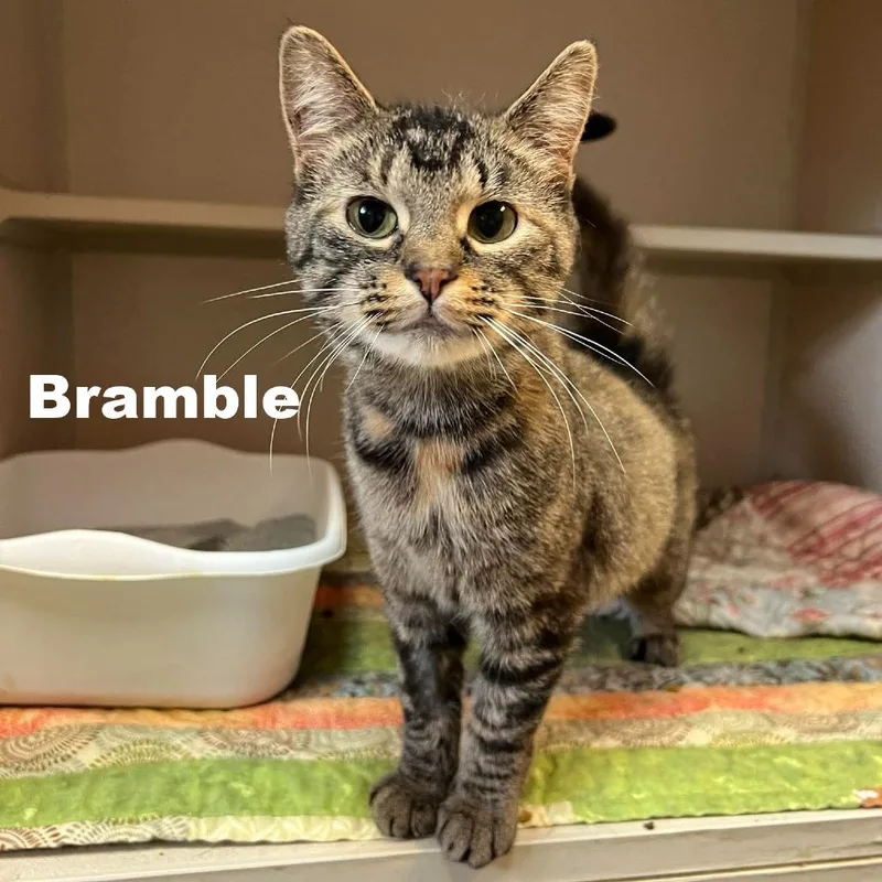 Bramble