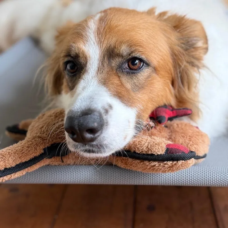 An adult small-sized female Yellow / Tan / Blond / Fawn Mixed Breed dog named Oatmeal for adoption in Austin, TX