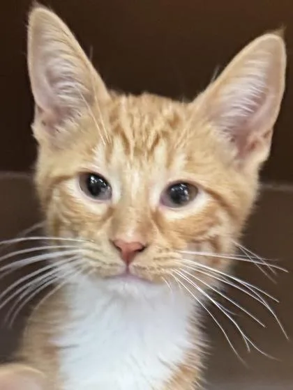 A baby small-sized male Domestic Short Hair cat named Thor $ for adoption in Seneca, SC