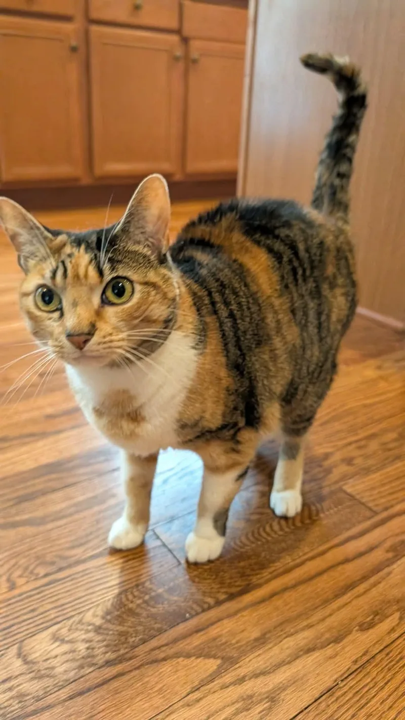 An adult large-sized female Calico Domestic Short Hair cat named Piper A UNIQUE for adoption in Bristow, VA