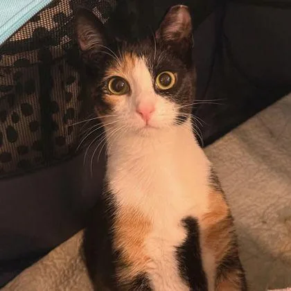 Fuego `a Priority Pet` thumbnail 2