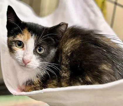 Fuego `a Priority Pet` thumbnail 3