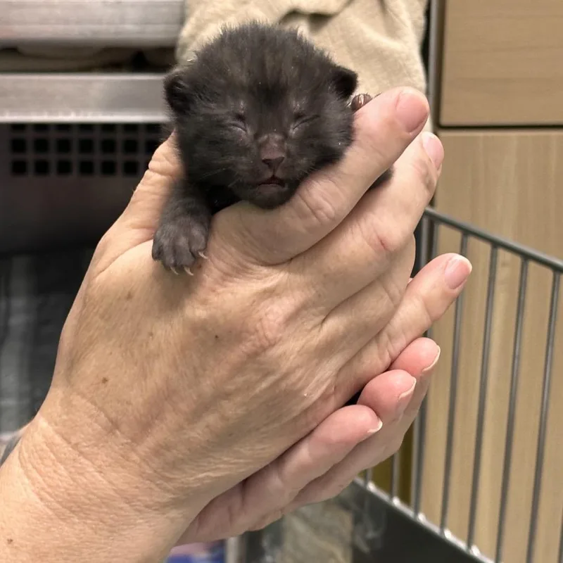 A baby small-sized male White Domestic Short Hair cat named Clover for adoption in Mount Vernon, IN