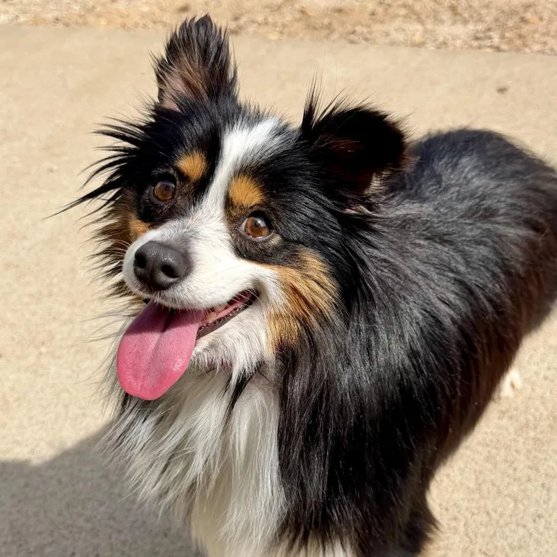 Biscuit  Missouri Mr