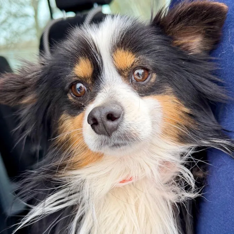 Biscuit  Missouri Mr thumbnail 3