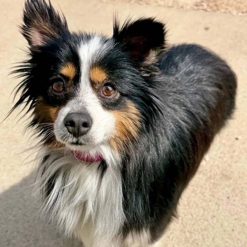 Biscuit  Missouri Mr thumbnail 4