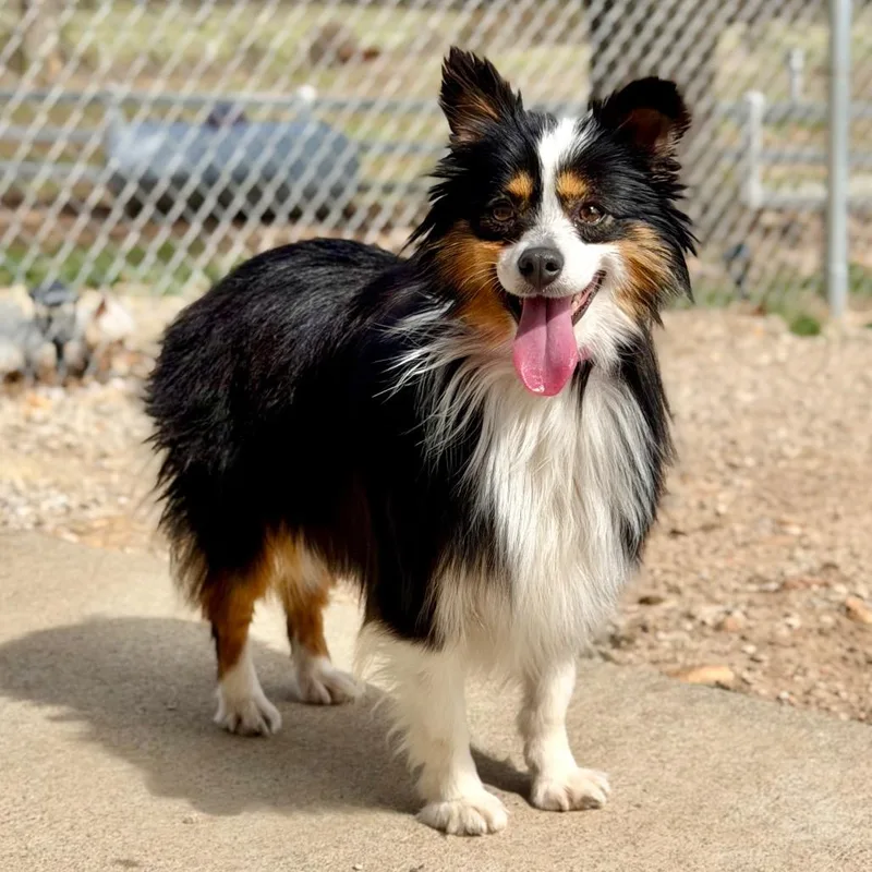 Biscuit  Missouri Mr thumbnail 5