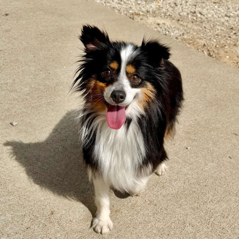 Biscuit  Missouri Mr thumbnail 6