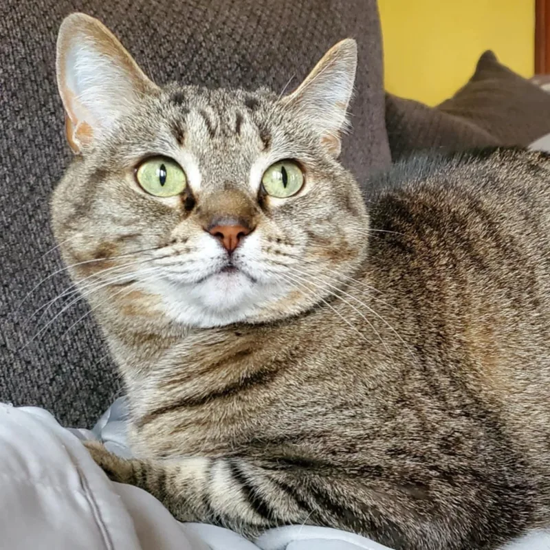An adult medium-sized female Tabby (Brown / Chocolate) Domestic Short Hair cat named Thelma for adoption in Davison, MI