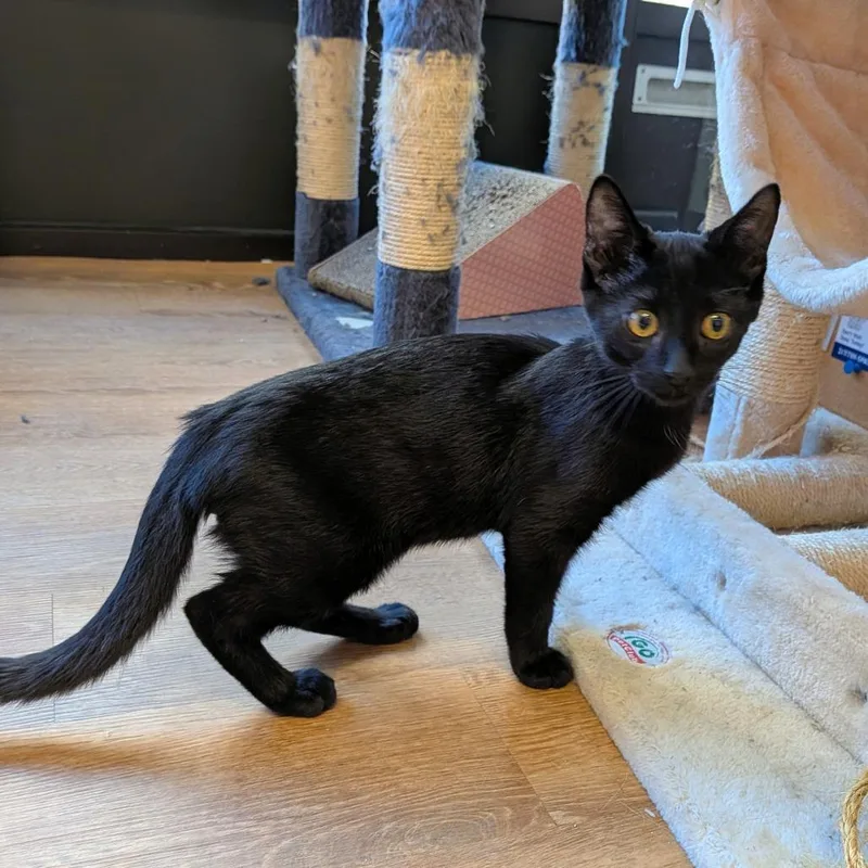 A baby small-sized male Black Domestic Short Hair cat named Colton for adoption in Springfield, IL