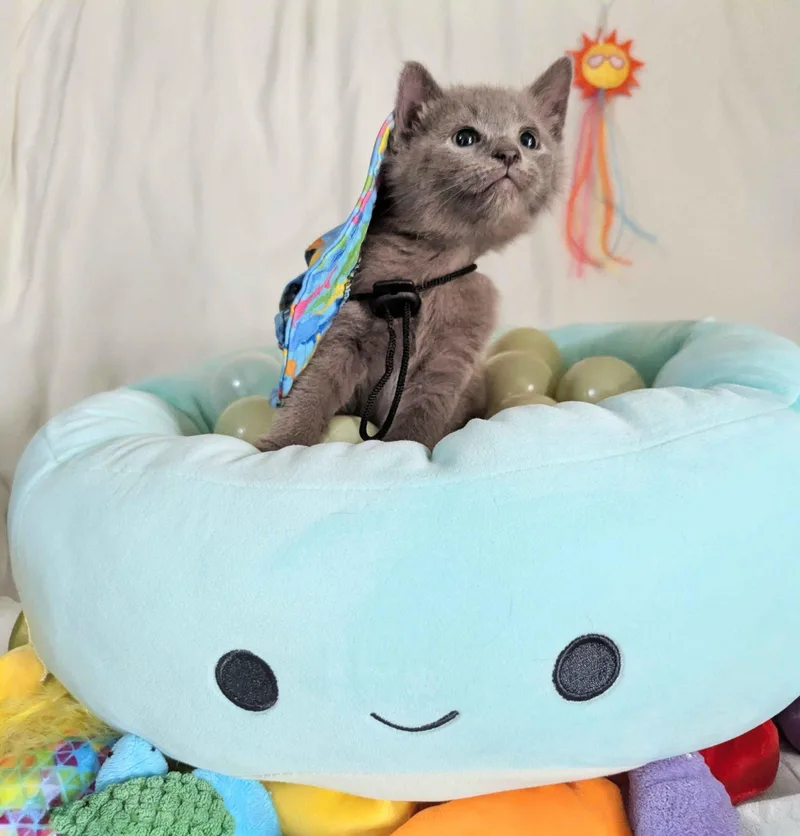 A young small-sized female Gray / Blue / Silver Domestic Short Hair cat named Cornelia for adoption in Seven Valleys, PA