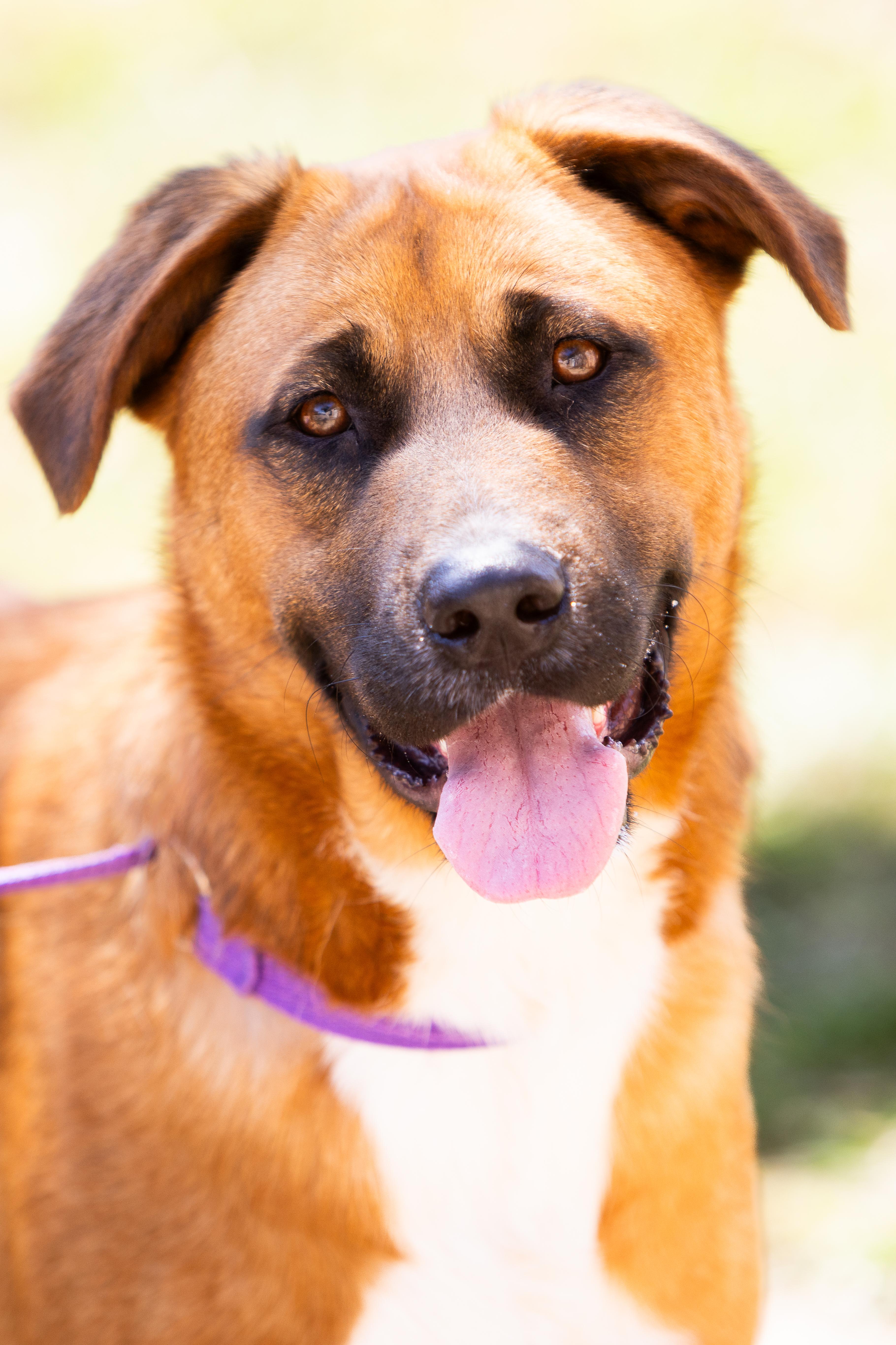 An adult large-sized male Shepherd dog named Rocket for adoption in Tomball, TX