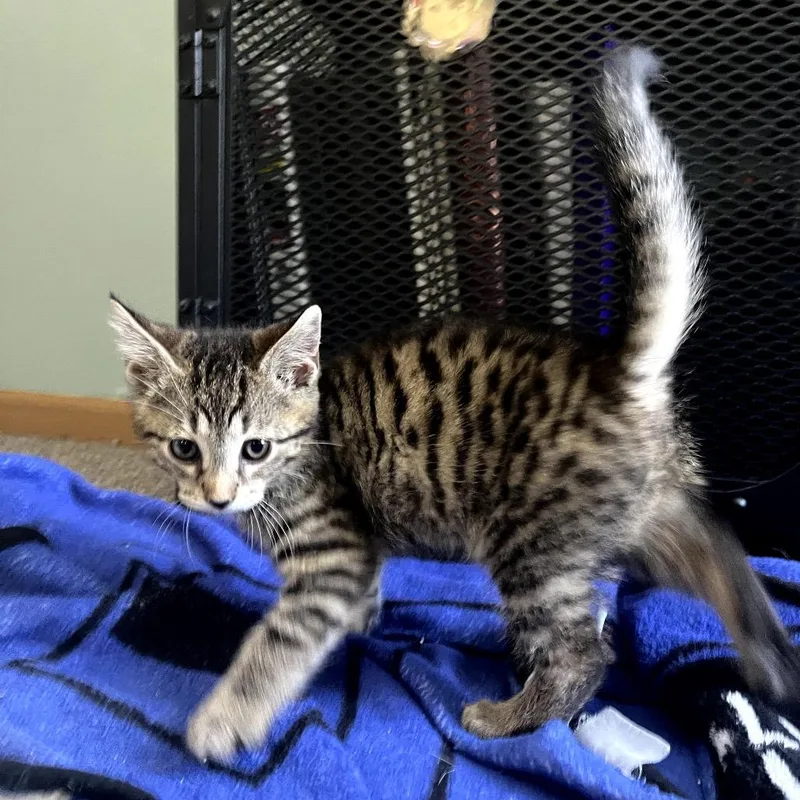 A baby small-sized male Brown / Chocolate Domestic Short Hair cat named Dagwood for adoption in Granville, OH