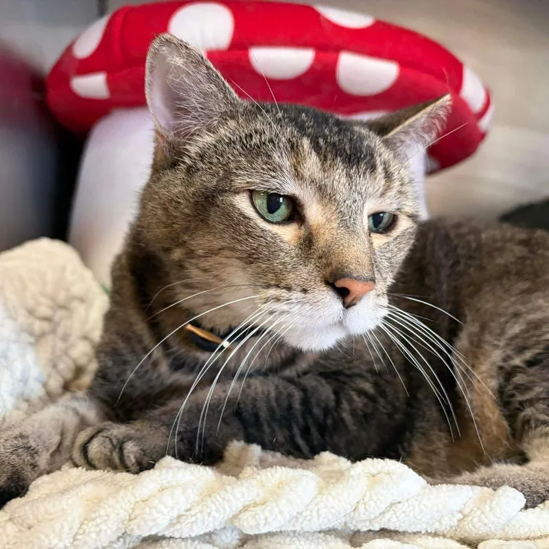 Lillysponsored! thumbnail 3