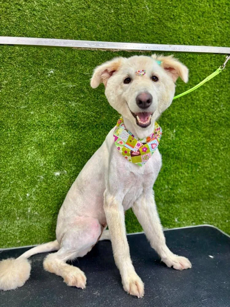 An adult large-sized female White / Cream Maremma Sheepdog dog named Alba for adoption in Naranjito, PR