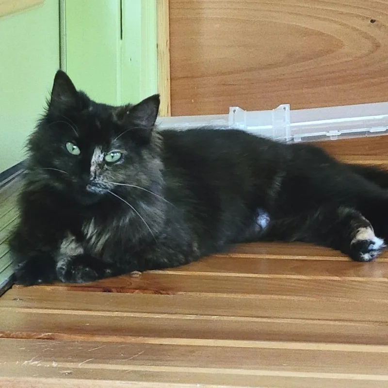 An adult medium-sized female Black Domestic Long Hair cat named Myrtle for adoption in Traverse City, MI