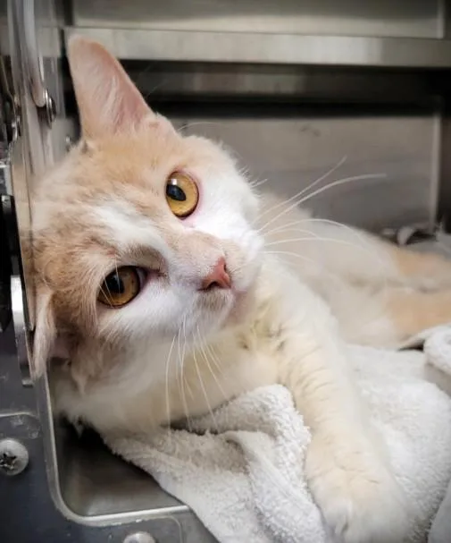 An adult medium-sized female Domestic Short Hair cat named Cat for adoption in Los Angeles, CA