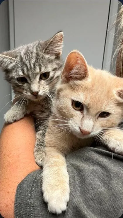 A baby small-sized female Domestic Short Hair cat named Spanky for adoption in Verona, WI