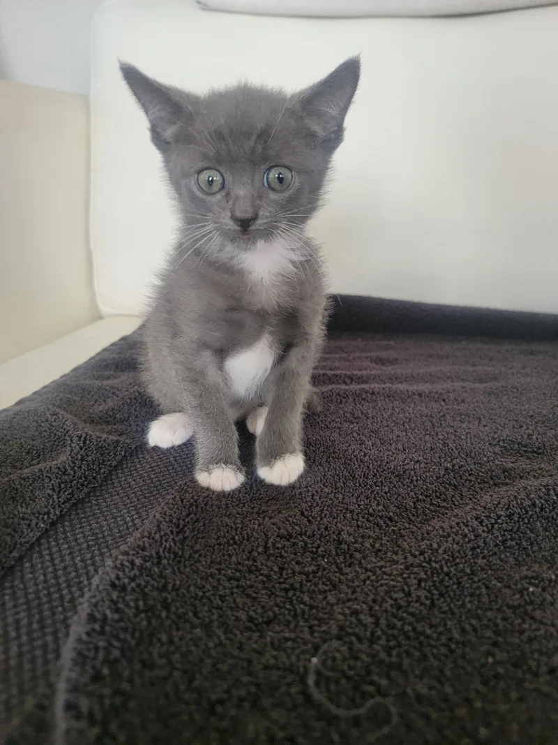 A baby small-sized female Domestic Short Hair cat named Indie for adoption in Long Beach, CA