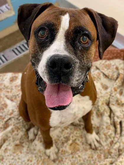 An adult medium-sized male Boxer dog named Senor for adoption in Cincinnati, OH