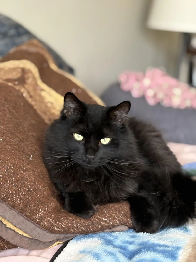 An adult large-sized male Black Domestic Long Hair cat named Sly for adoption in Warminster, PA