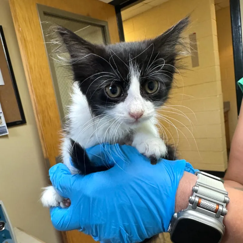 A baby small-sized female Black Domestic Medium Hair cat named Truffle for adoption in Corinth, MS