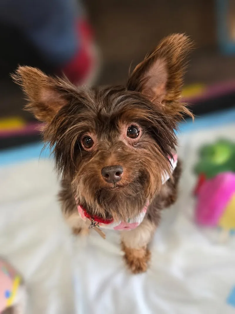 A senior small-sized female Yorkshire Terrier dog named Chyna for adoption in Aiken, SC
