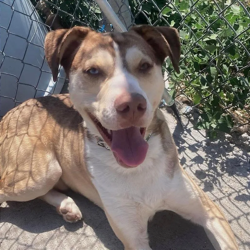 An adult medium-sized male Pit Bull Terrier dog named Pretzel for adoption in TONASKET, WA