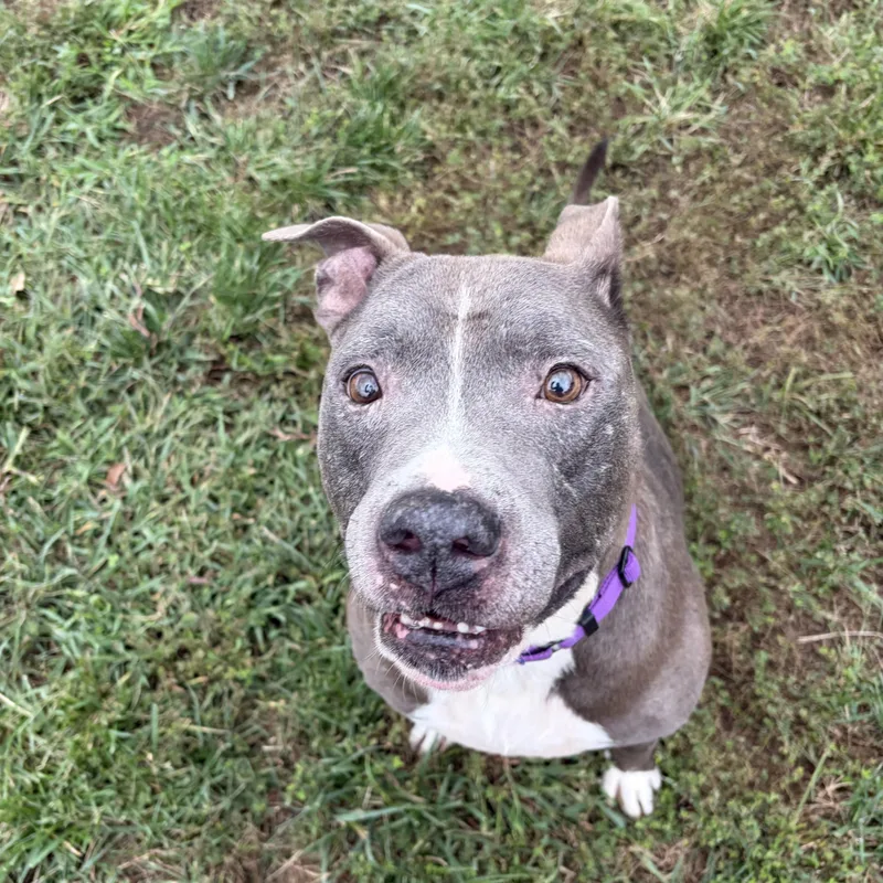 An adult large-sized male Pit Bull Terrier dog named Trouble for adoption in Manassas, VA