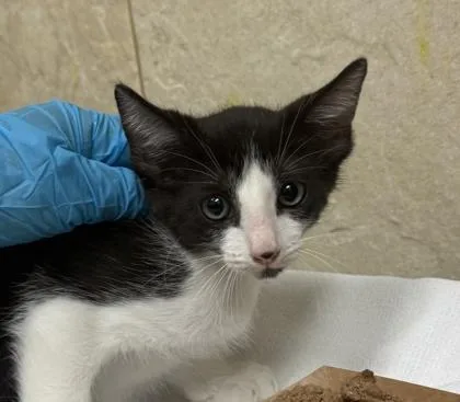 A baby small-sized male Domestic Short Hair cat named Idame for adoption in Honolulu, HI