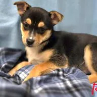 A baby small-sized female Brown / Chocolate Mixed Breed dog named Rye for adoption in West Olive, MI
