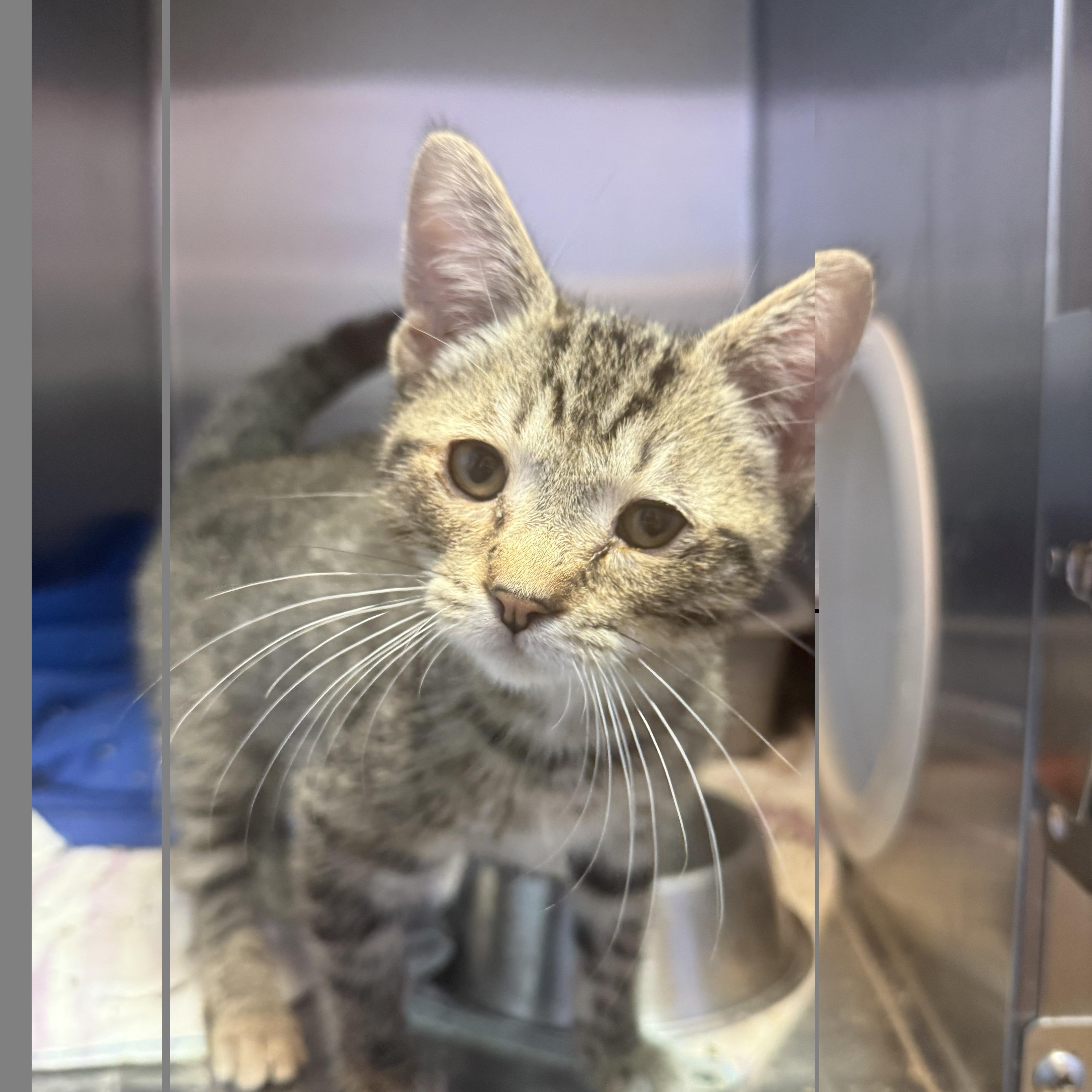 A young medium-sized male Tabby (Buff / Tan / Fawn) Domestic Short Hair cat named Sweet Lightning for adoption in Brookings, SD