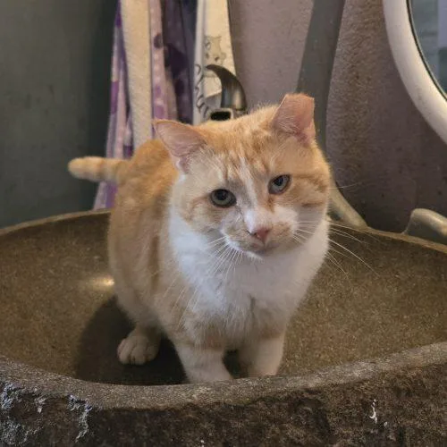 An adult medium-sized male Tabby (Orange / Red) Tabby cat named OBarr for adoption in Knoxville, TN