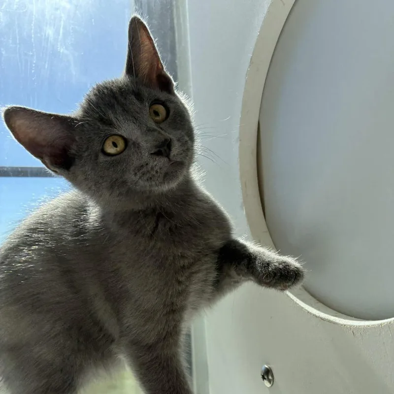 A baby small-sized male Domestic Short Hair cat named Bugs Bunny for adoption in Beaumont, TX