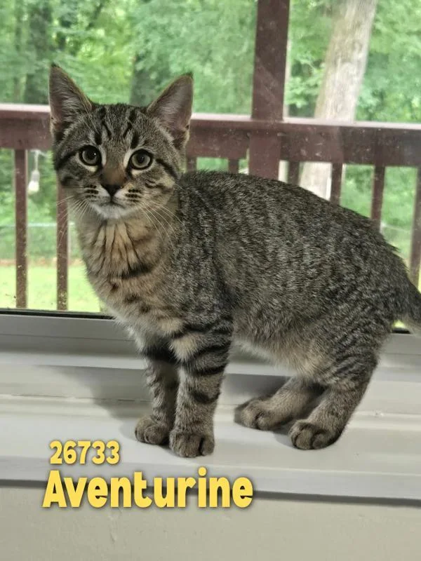 A baby small-sized female Domestic Short Hair cat named Aventurine for adoption in Oak Ridge, TN