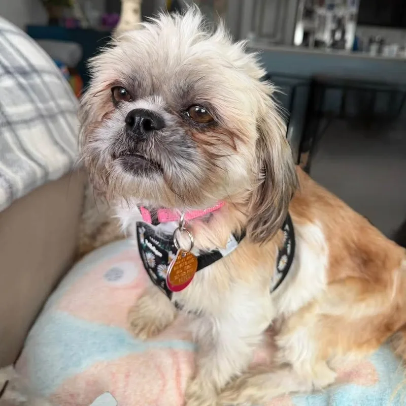 An adult small-sized female Apricot / Beige Shih Tzu dog named Shelby Miller for adoption in Plano, TX