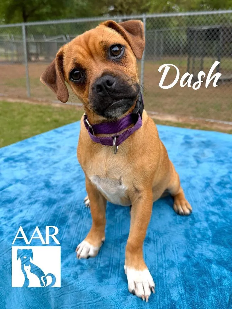 Dash thumbnail 2