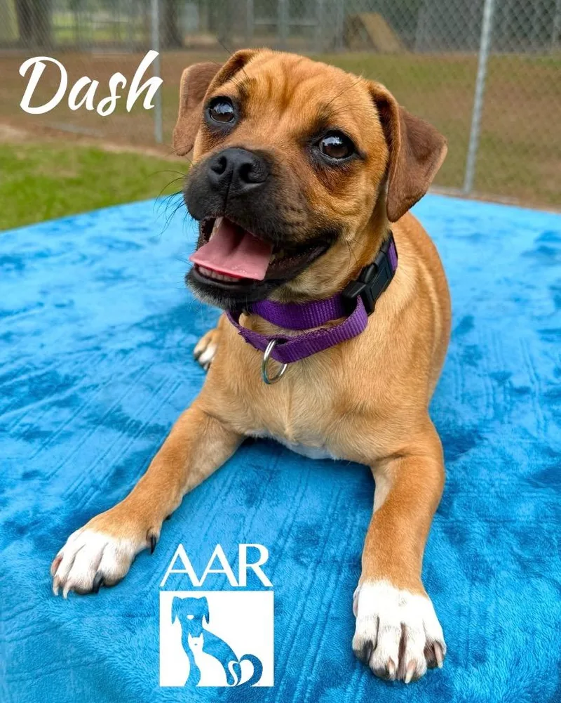 Dash thumbnail 4