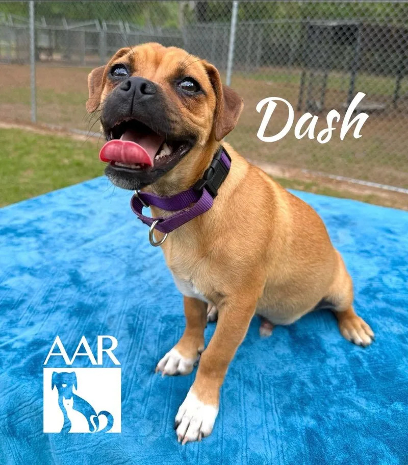 Dash thumbnail 6