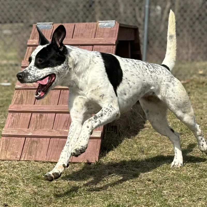 An adult large-sized female White / Cream English Pointer dog named Opal for adoption in Marshalltown, IA