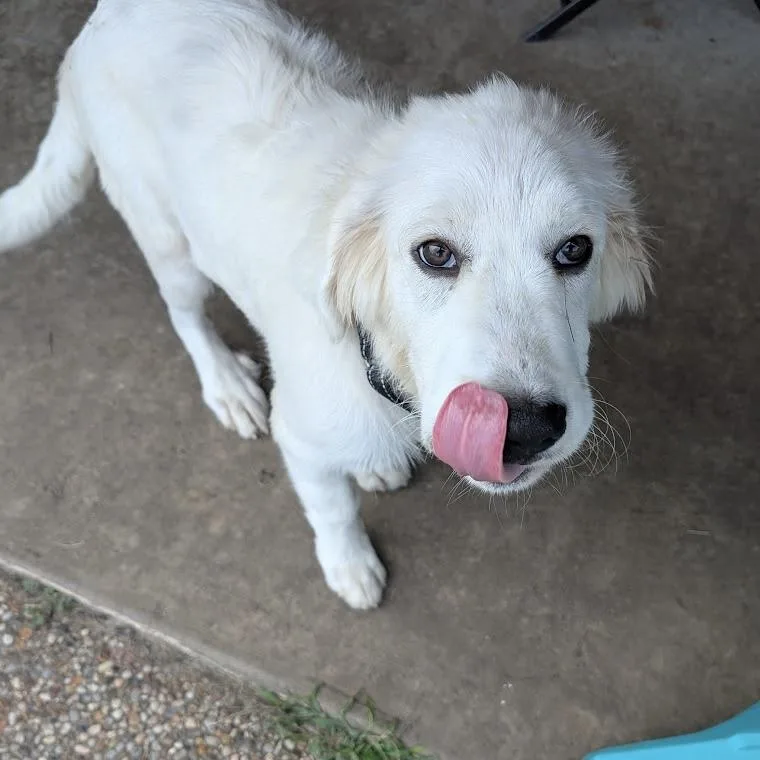A young extra large-sized male Great Pyrenees dog named Bert for adoption in Colleyville, TX