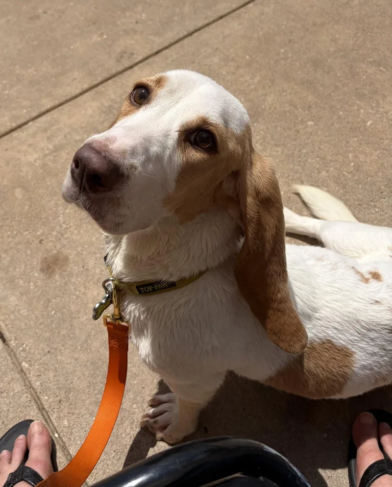 A young medium-sized female Basset Hound dog named Sunshine for adoption in Grapevine, TX