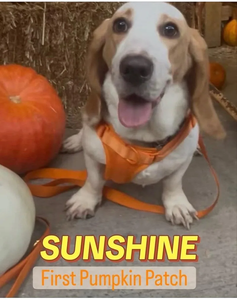 Sunshine thumbnail 2