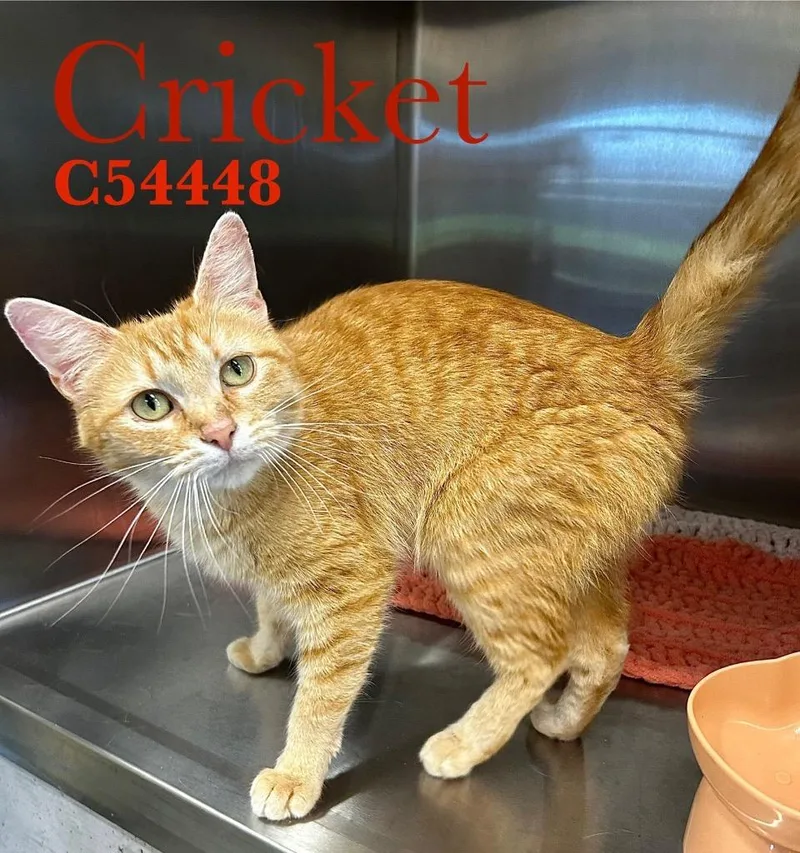 A young medium-sized female Domestic Short Hair cat named Cricket for adoption in Clarksville, TN