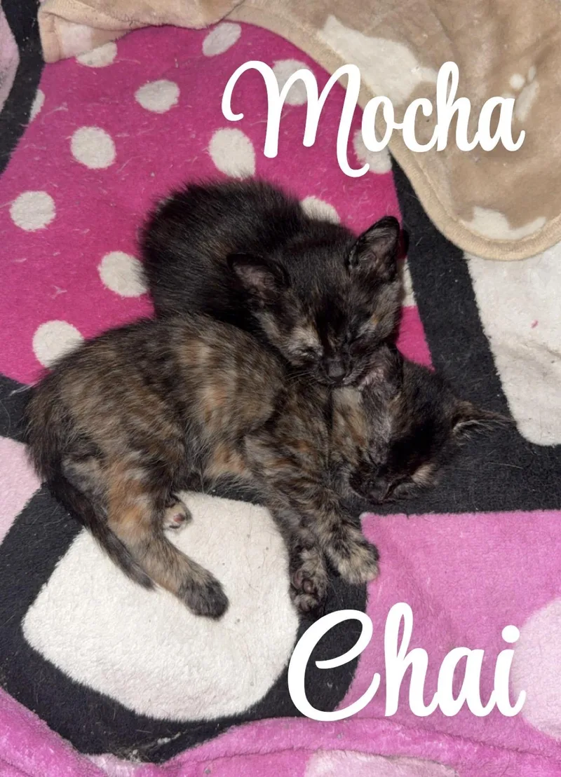 A baby medium-sized female Tortoiseshell Domestic Short Hair cat named Mocha for adoption in Selma, TX